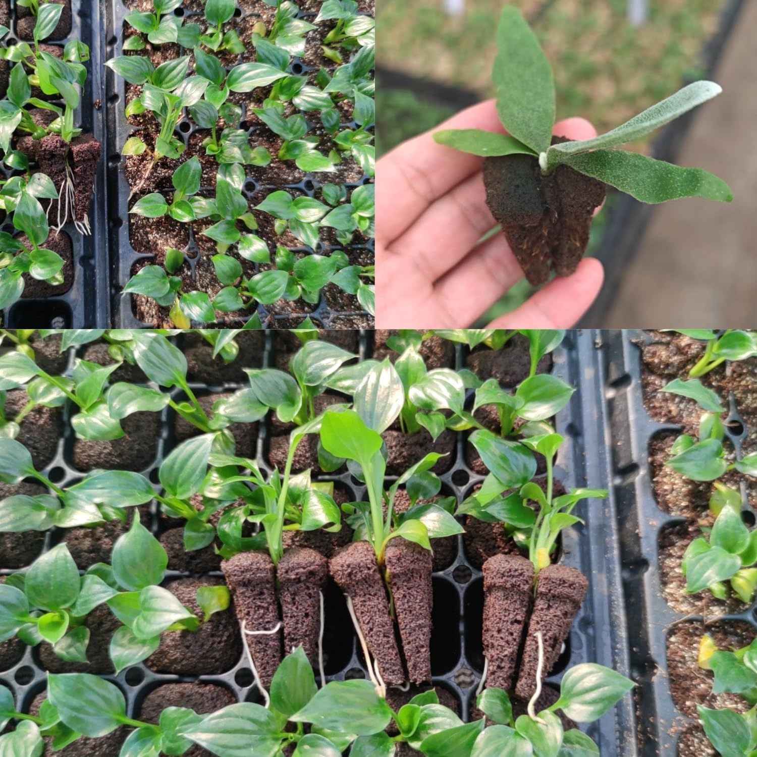 Hydroponic Rapid Grow Rooting  - Nursery recension och pris